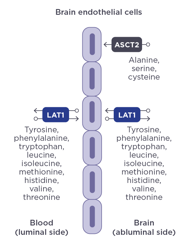 Blood/brain barrier showing blood and brain sides of endothelial cells and where ASCT2 and LAT1 are located on the cells.

